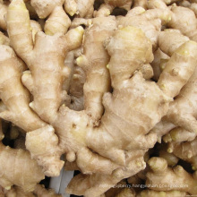 Organic New Crop Fresh Ginger Wholesale Prices High Quality